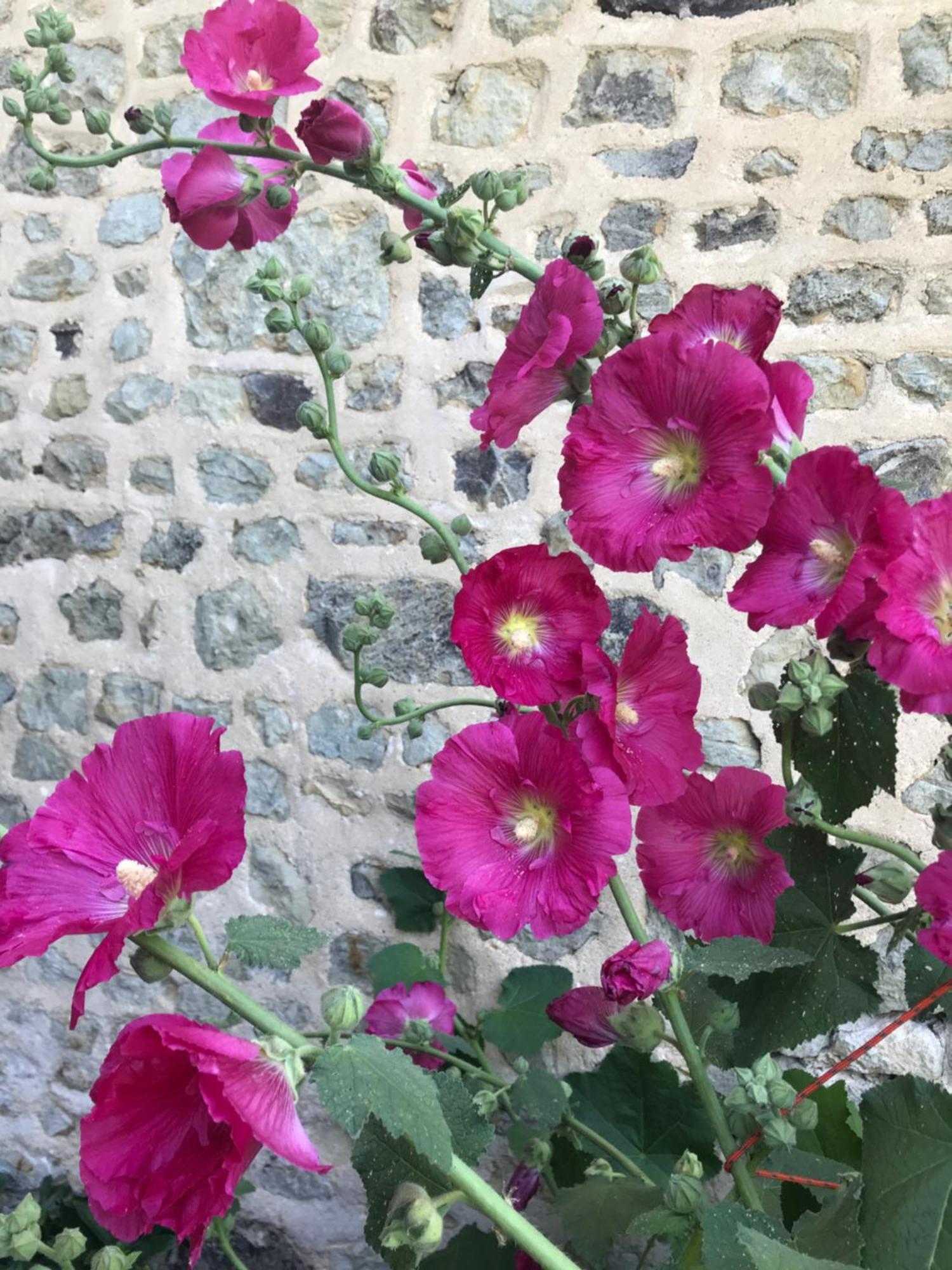 Le Vallon Du Perche * Champeaux-sur-Sarthe